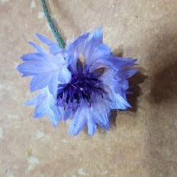 image001